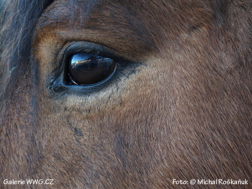 Krajina koněm - Foto: © Michal Roškaňuk Krajina koněm - Foto: © Michal Roškaňuk